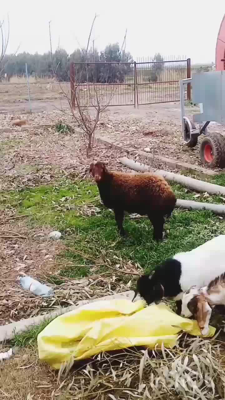 بره نر|حیوانات مزرعه|مزرعه کتول, |دیوار