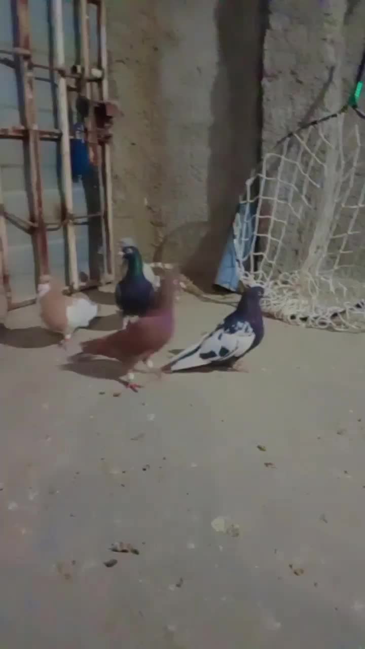 کبوتر|پرنده|مرودشت, شهرک مهدیه|دیوار