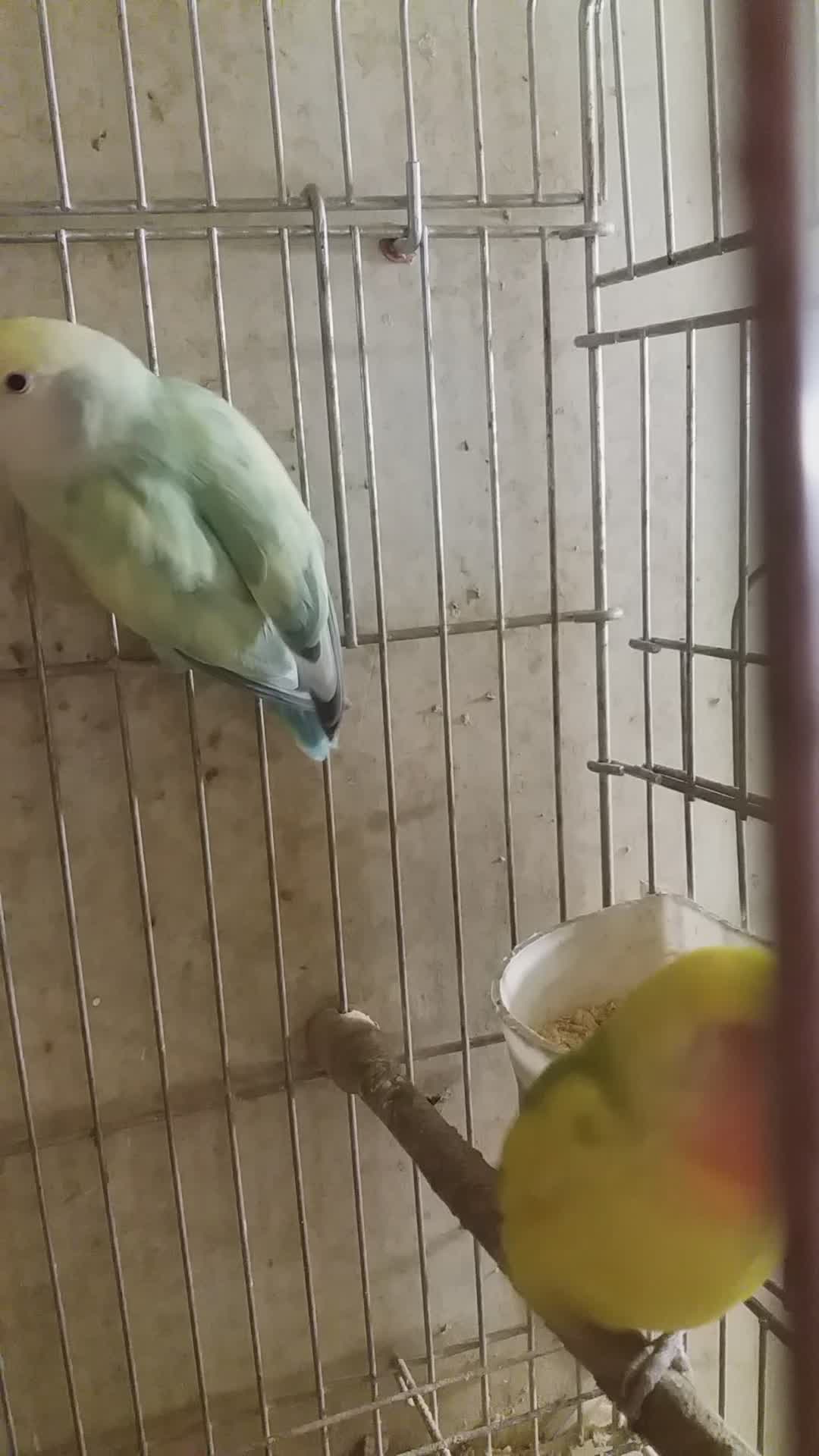 جفت مولد طوطی برزیلی|پرنده|پردیس, شهرک صنعتی خرمدشت فاز ۷|دیوار