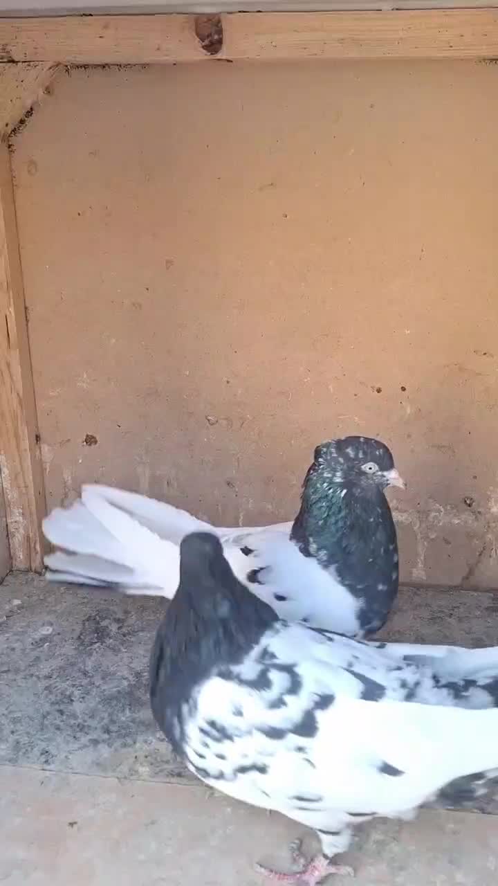 جفت کله سیاه و دو جوانه کاکلی|پرنده|فردوس (خراسان), |دیوار