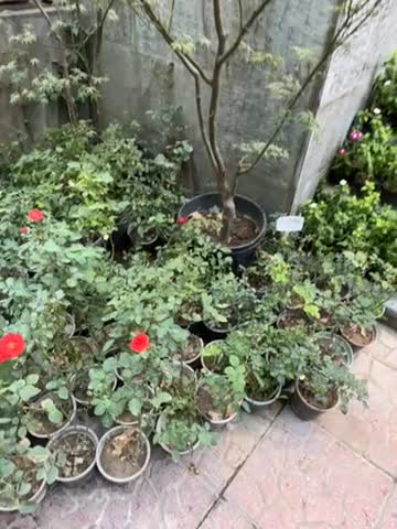 حراج انواع گل و‌گیاه باغچه ای به علت تغییر شغل|خدمات باغبانی و درختکاری|تهران, فرمانیه|دیوار