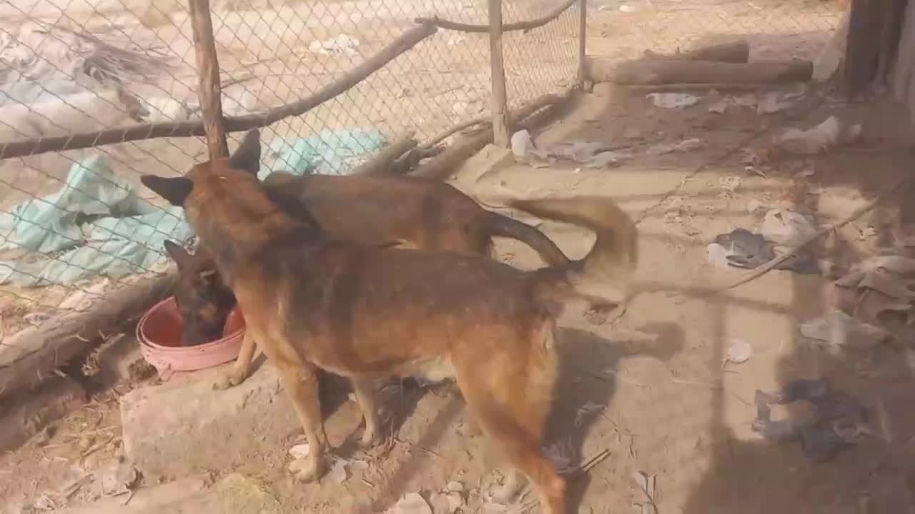 سگ مالنیوز|سگ|جیرفت, |دیوار