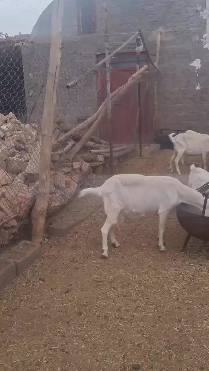 بزسانن|حیوانات مزرعه|جلگه ماژان, |دیوار