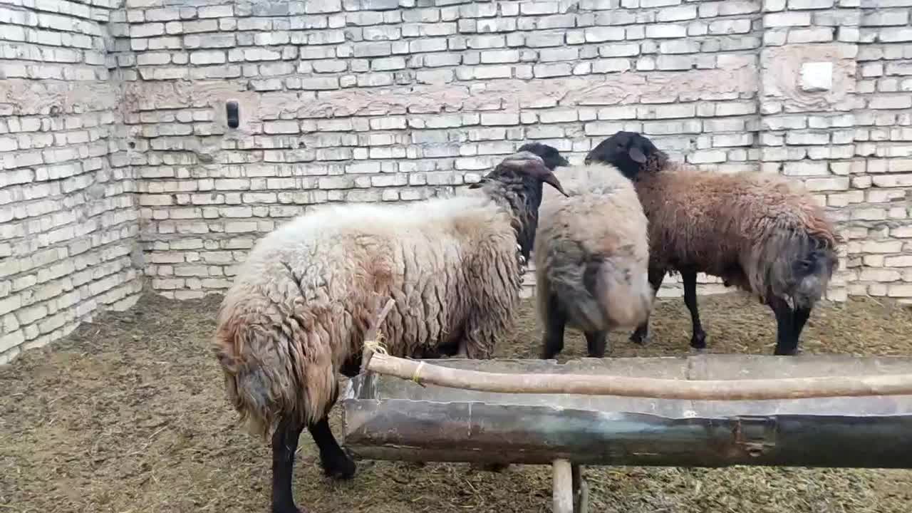 قوچ|حیوانات مزرعه|فلاورجان, |دیوار