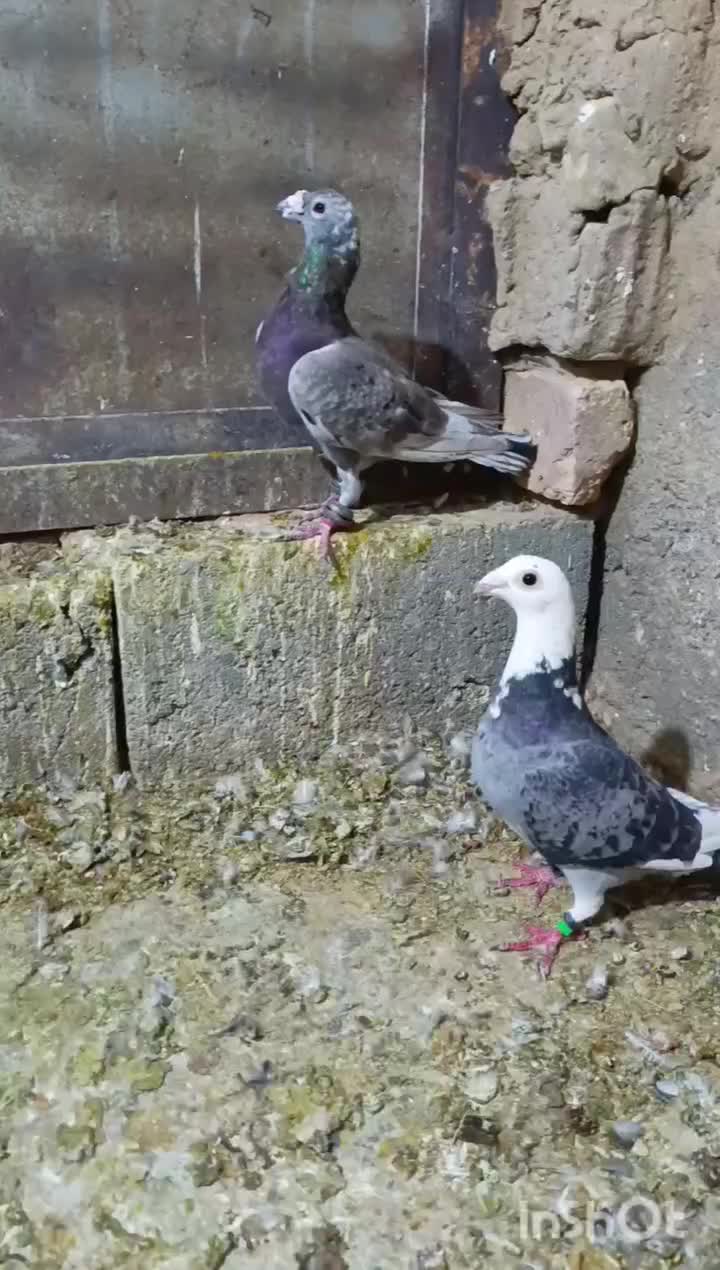 6تا کفتر خوب فروشی|پرنده|مشهد, هفده شهریور|دیوار