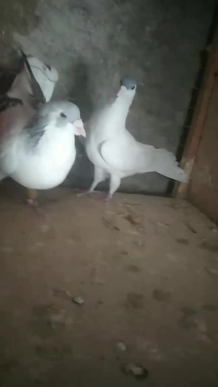 بدرنگ وشسی کبود|پرنده|محمدیه-قزوین, |دیوار