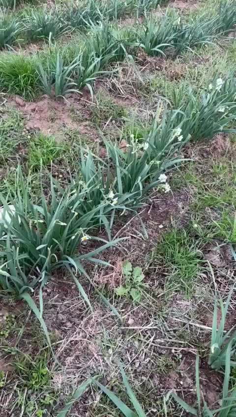 فروش گل نرگس کلی و جزئی|گل و گیاه طبیعی|تهران, علم و صنعت|دیوار