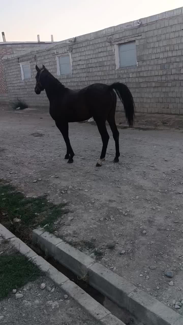 کره مادیان|اسب و تجهیزات اسب‌سواری|نقده, |دیوار