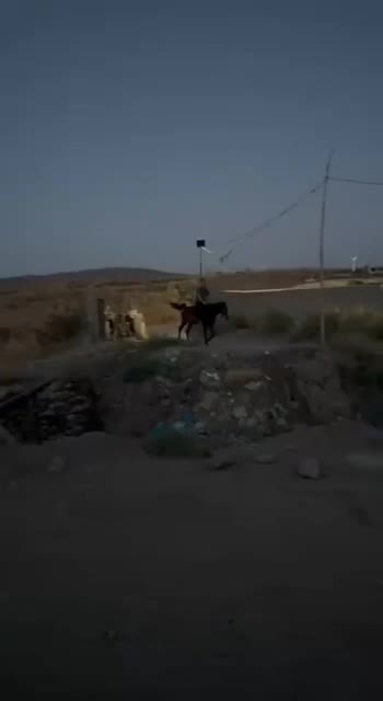 اسب  کهر  پر خون|اسب و تجهیزات اسبسواری|مرند, |دیوار