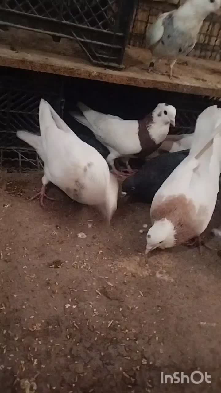 فروش ده تاکفتر رنگی|پرنده|داراب, |دیوار