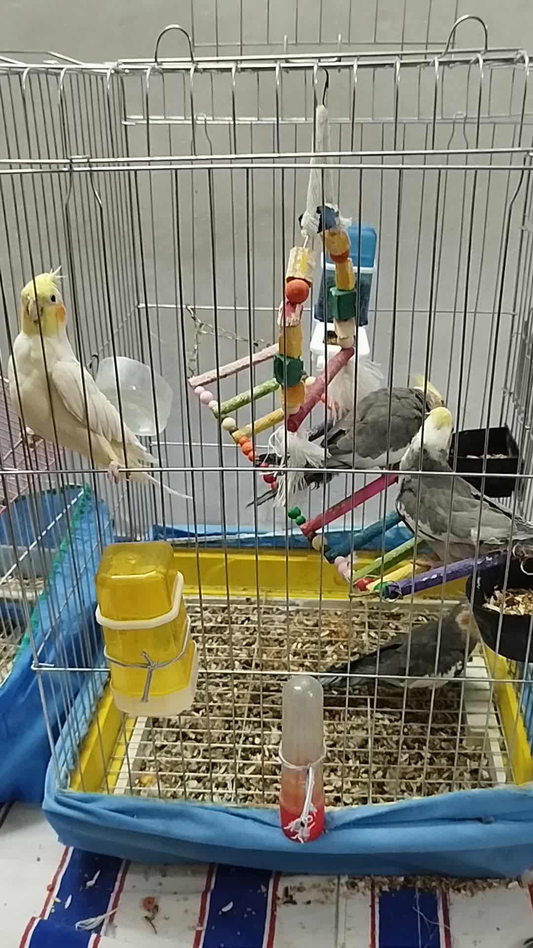 عروس هلندی|پرنده|آوج, |دیوار