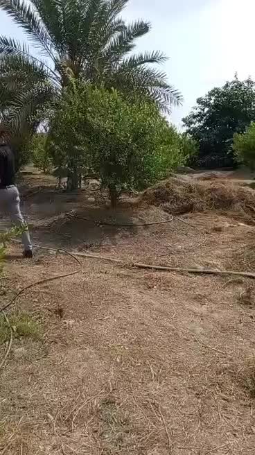 فروش علف باغ بصورت یکجا|عمدهفروشی|میناب, |دیوار