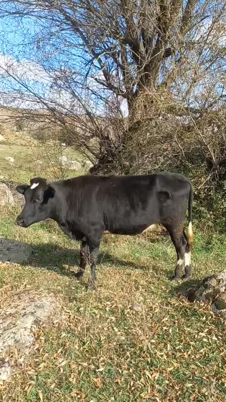 گاو جوان|حیوانات مزرعه|اردبیل, |دیوار