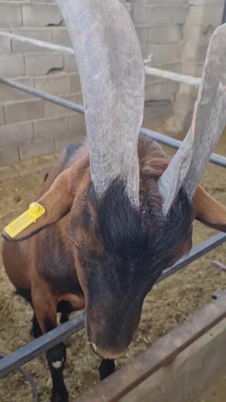 بز نز آلپاین اصل فراسوی، دوبر|حیوانات مزرعه|شهر بابک, |دیوار