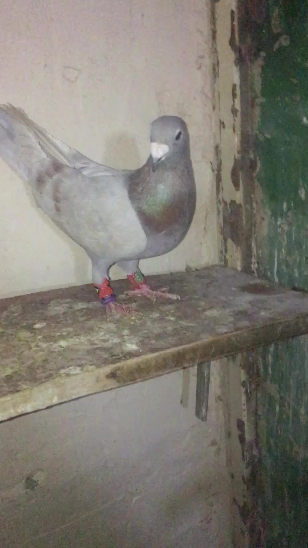 کفتر کوهی|حیوانات|بجنورد, |دیوار