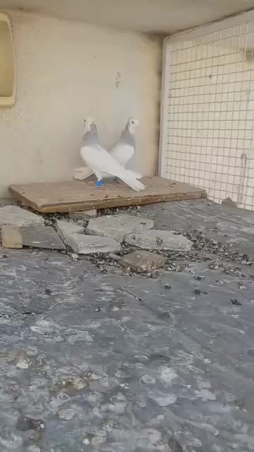 کفتر طوقی کبوتر طوقی فروشی|پرنده|شیراز, شهرک امام حسن|دیوار