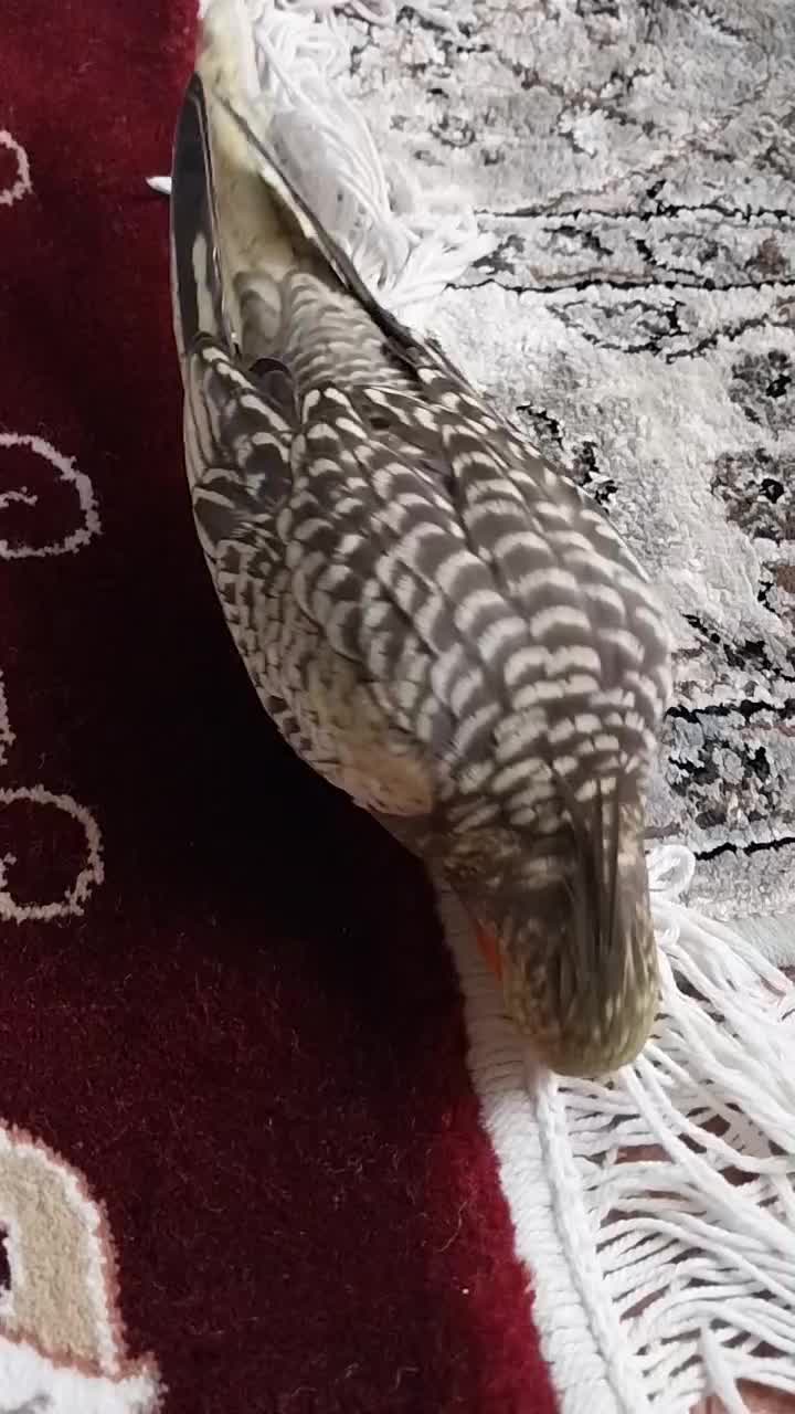 عروس هلندیم گم شده|حیوانات|همدان, |دیوار