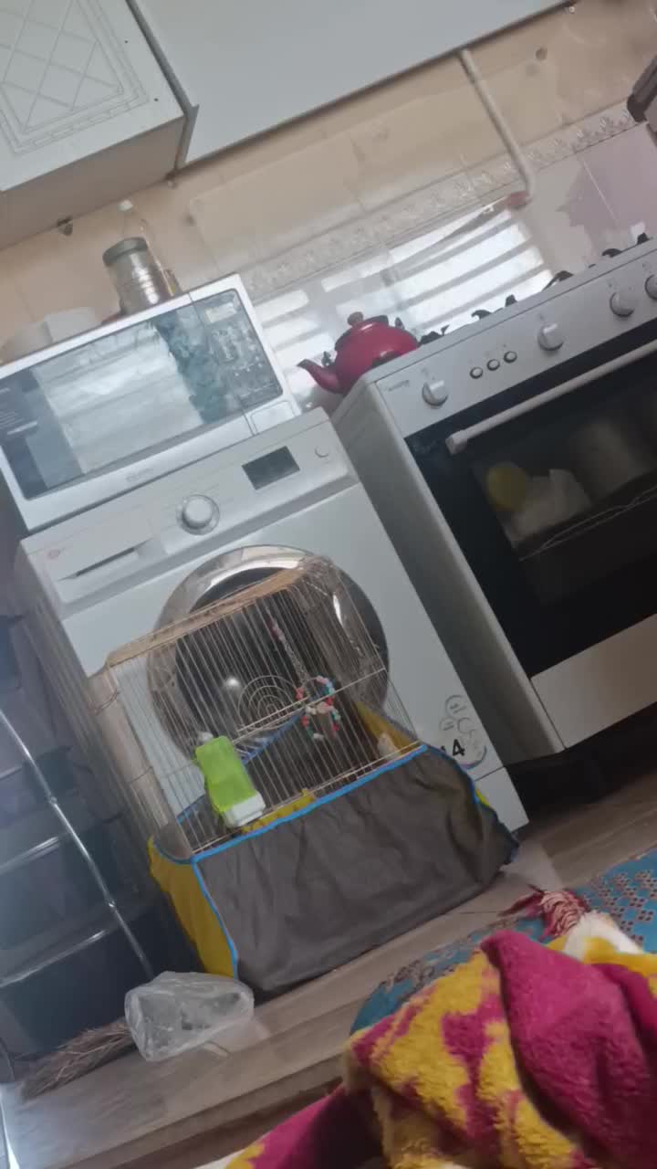 عروس هلندی نژاد  الیزابت|پرنده|کرمان, |دیوار