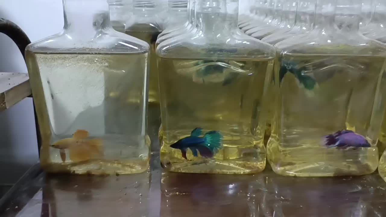 ماهی فایتر|ماهی|بندر ماهشهر, |دیوار