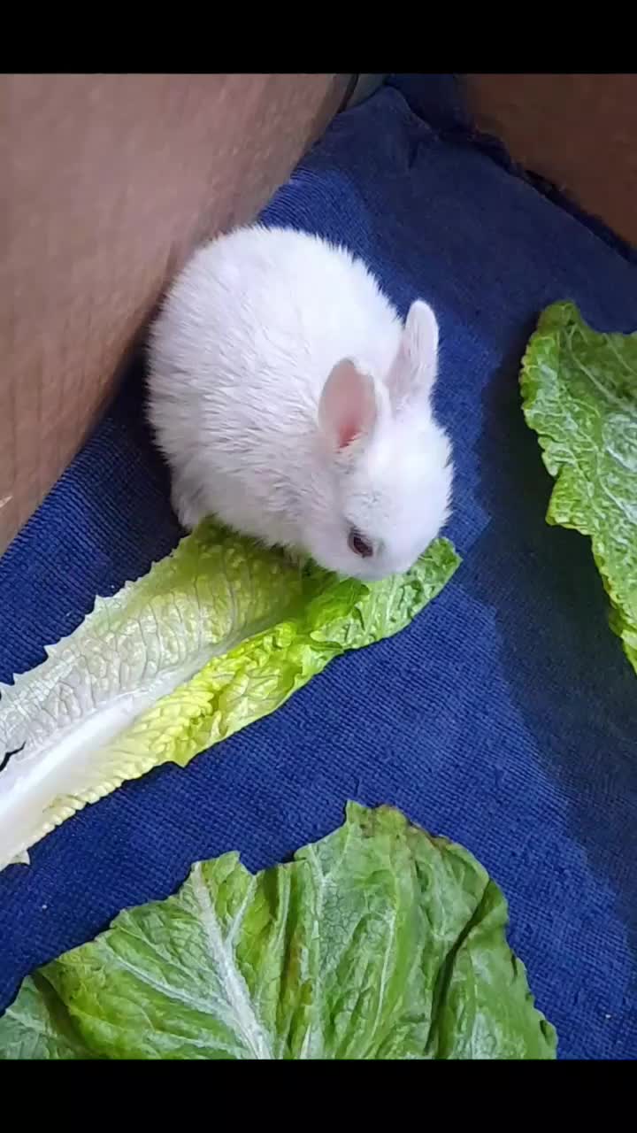 خرگوش|موش و خرگوش|شوشتر, |دیوار