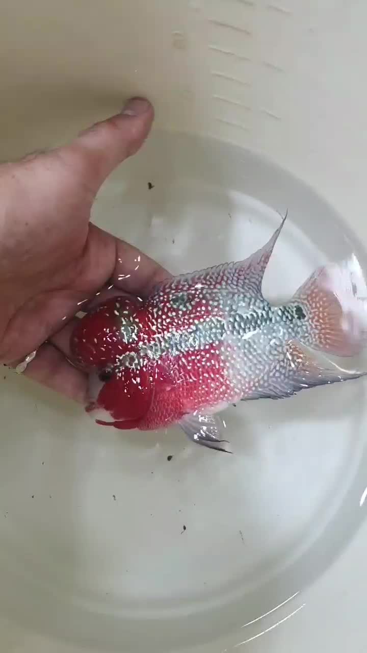 فلاور هورن تایلندی AA|ماهی|قم, هنرستان|دیوار