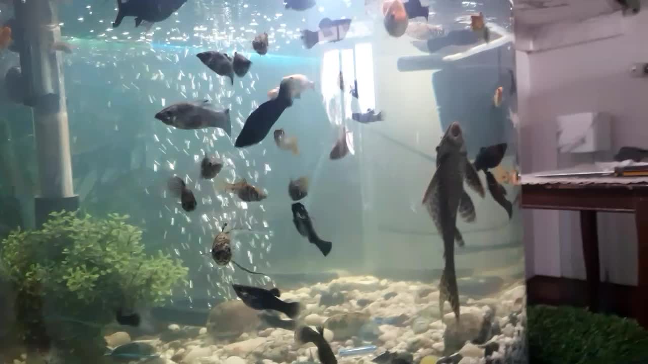 آکواریوم شیشه ای منحنی ارتفاع۴۵،عرض۵۰|ماهی|فیروزکوه, |دیوار