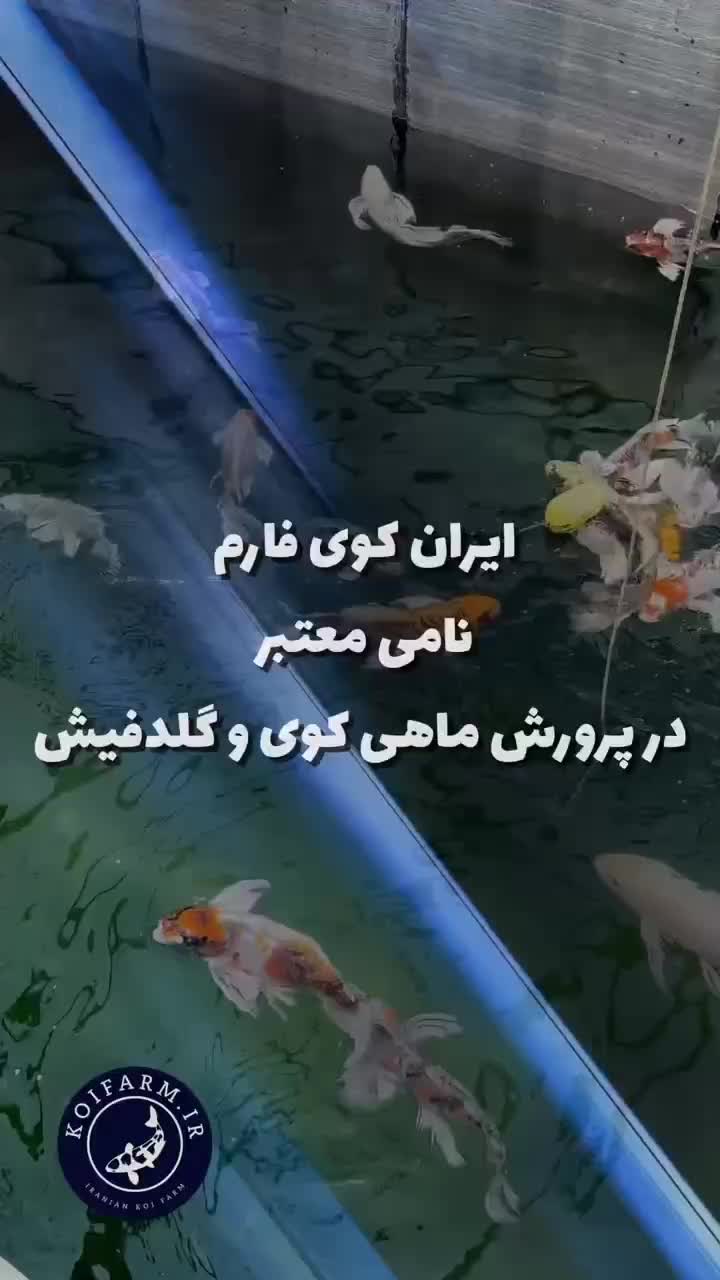 فروش ویژه انواع نژاد ماهی کوی|ماهی|مبارکه, |دیوار