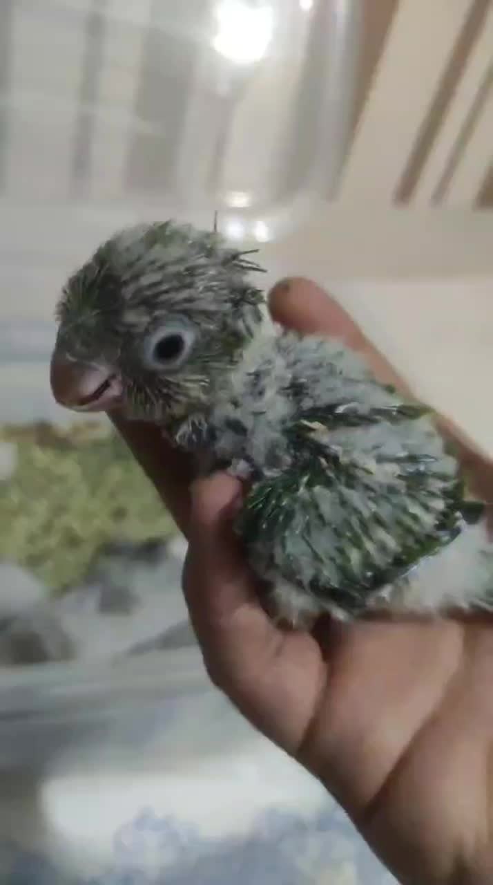 راهب سرلاکی|پرنده|قم, حمام تالار|دیوار