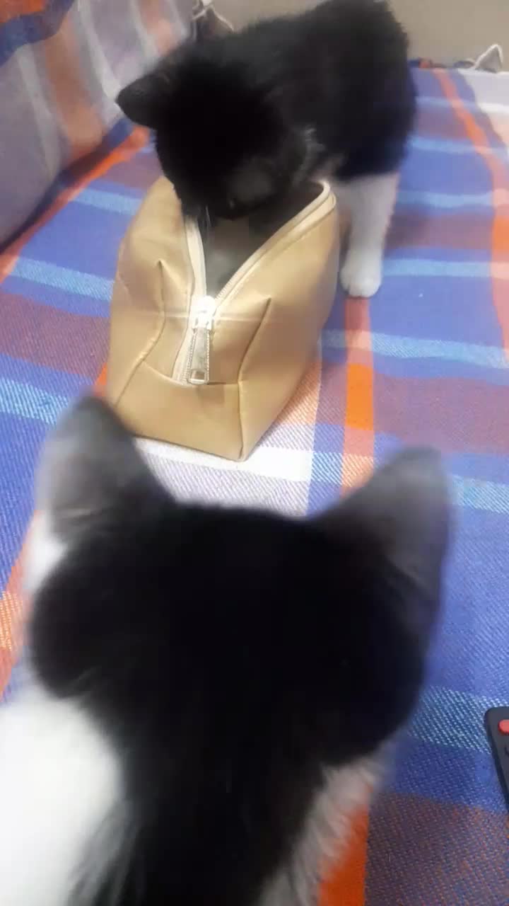 بچه گربه واگذاری|گربه|فولادشهر, مسکن مهر فولادشهر|دیوار