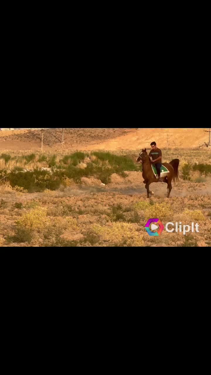 اسب|اسب و تجهیزات اسب‌سواری|شیراز, قلات|دیوار