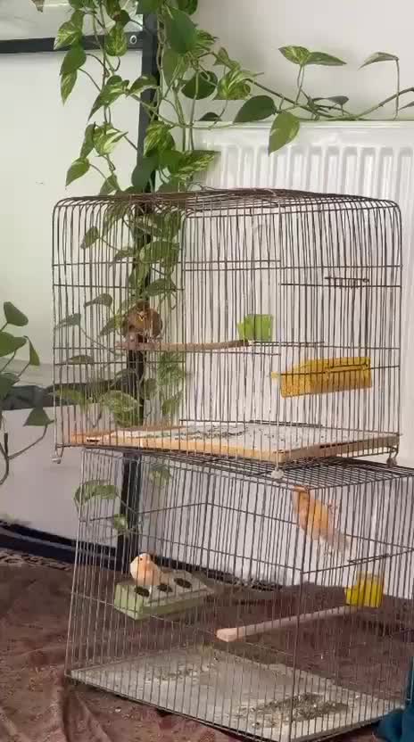 قناری مست|پرنده|کرمانشاه, |دیوار