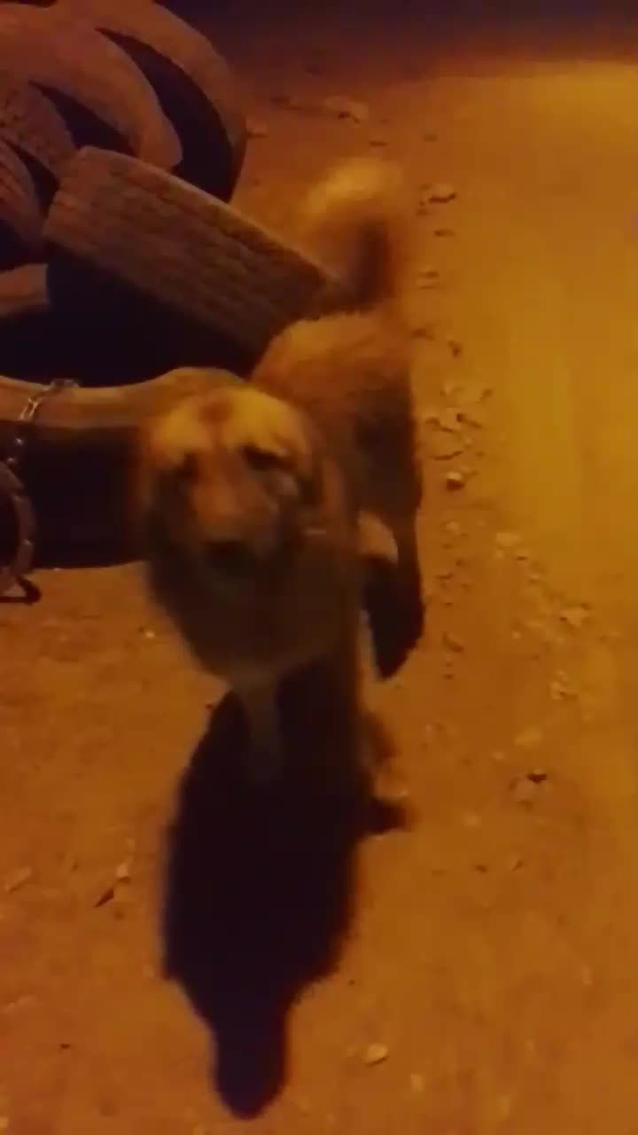 سگ کله درمیان طبس مسینا 2تمن|سگ|بیرجند, |دیوار