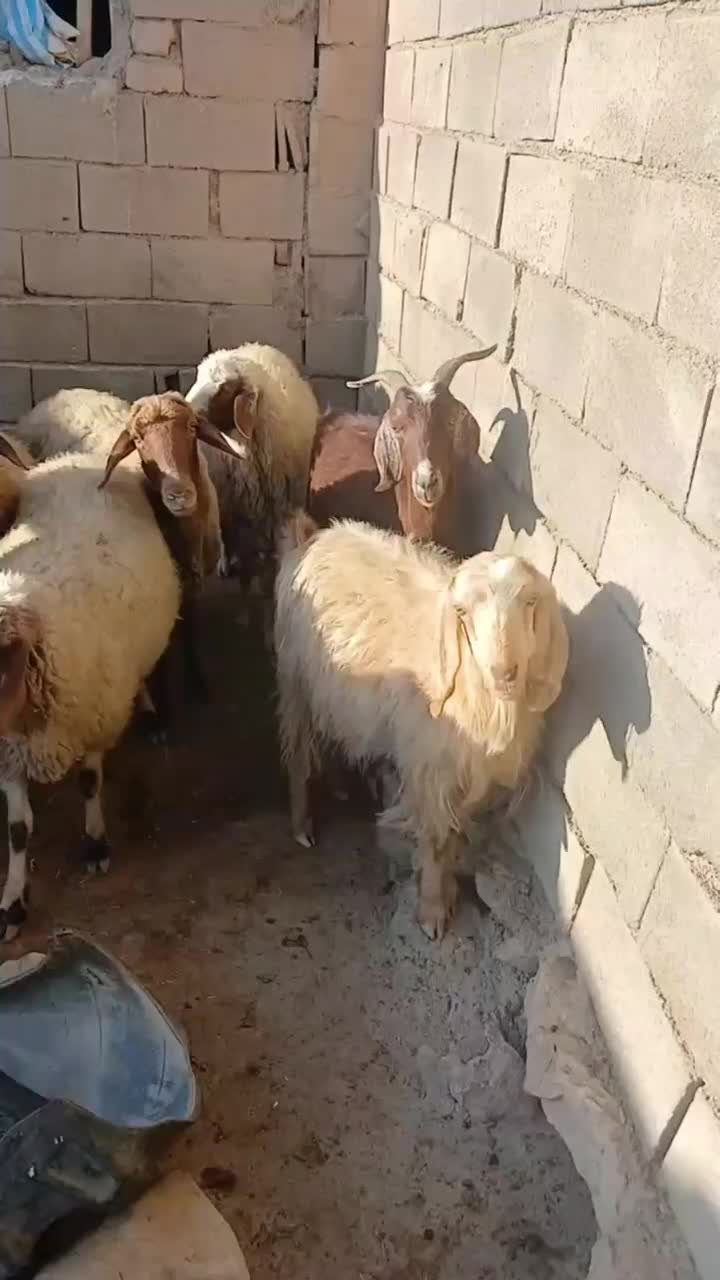 میش ابستن|حیوانات مزرعه|کوهدشت, |دیوار