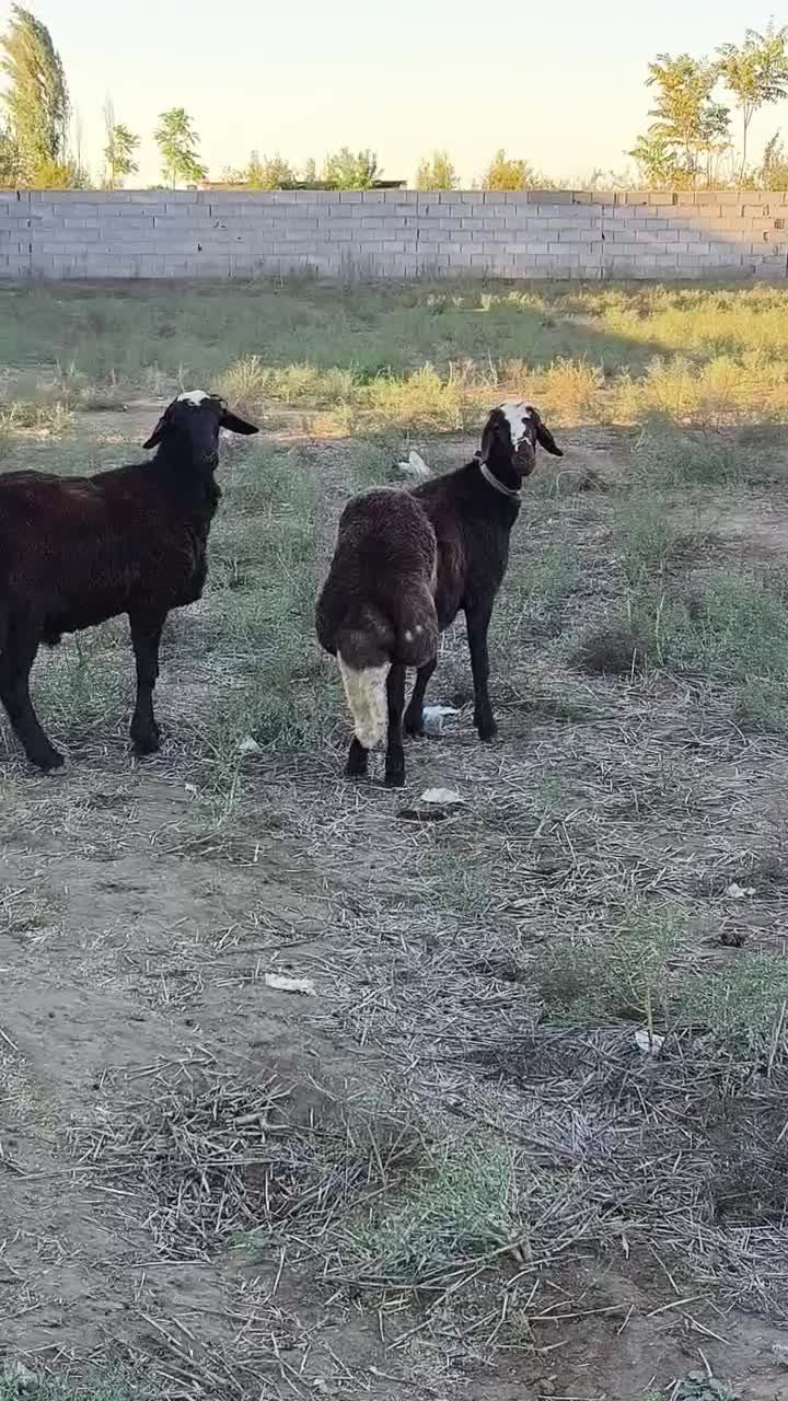 دو عدد بره قوچ ارجینال جنس اخرت|حیوانات مزرعه|سیمین شهر, |دیوار