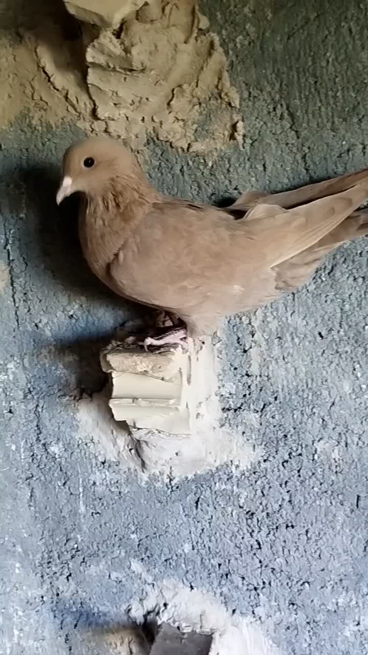 چندتا حیون رنگی|پرنده|رادکان, |دیوار