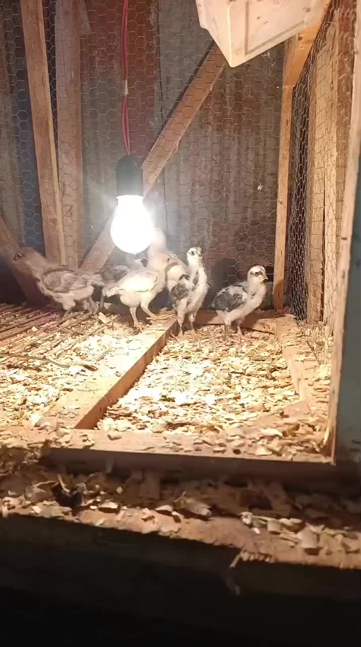 جوجه فروشی|حیوانات مزرعه|نوشهر, |دیوار