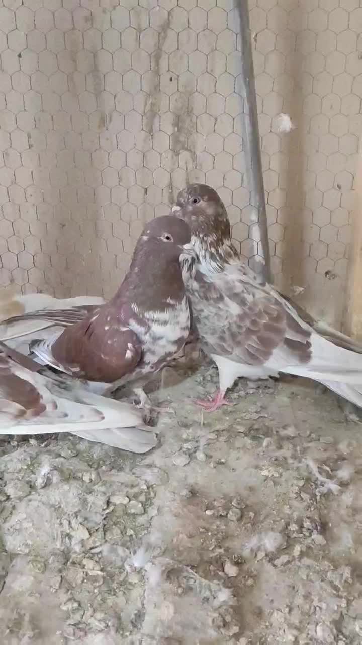 کبوتر گرگی|پرنده|نوشین شهر, |دیوار