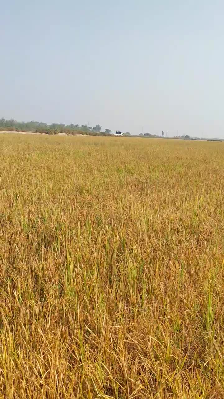 برنج عنبر بو سوپر ممتاز عطری موجود شد|خوردنی و آشامیدنی|پرند, فاز ۵|دیوار