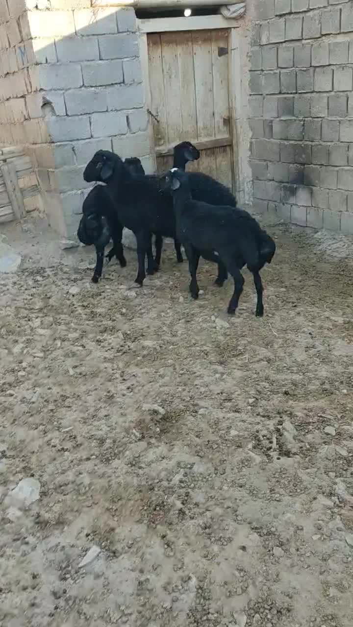 چهار راس بره قوچ قره قزل|حیوانات مزرعه|شاهین دژ, |دیوار