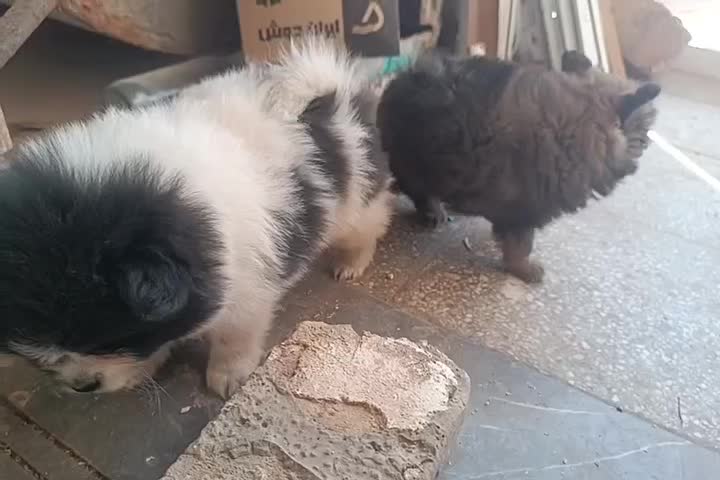 سگ پامر روباهی|سگ|یزد, |دیوار