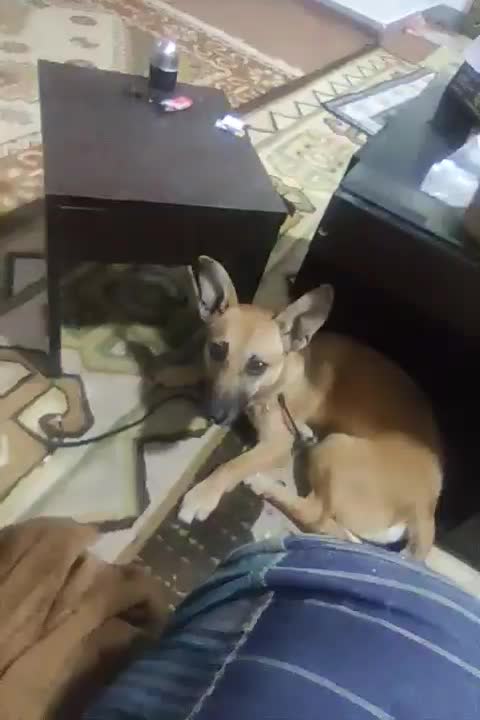 فروش سگ|سگ|شوشتر, |دیوار