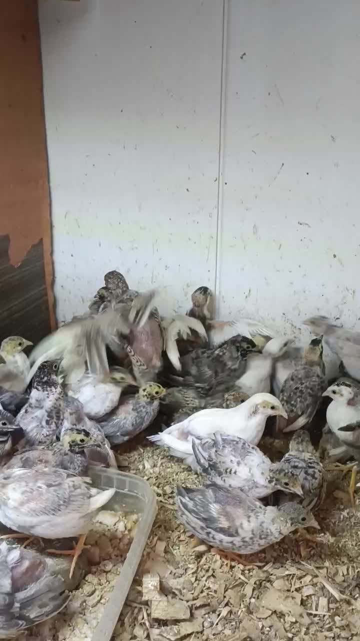 بلدرچین آسیایی.کالیفرنیا.جوجه گوشتی.محلی|حیوانات مزرعه|کوچصفهان, |دیوار