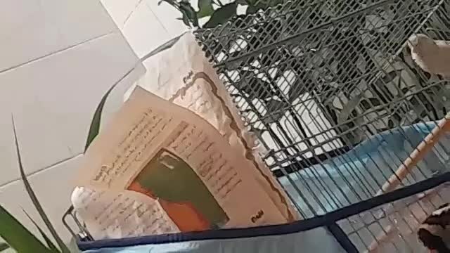 یک جفت قناری سیلور جوان مست مست|پرنده|مرودشت, ژیان|دیوار