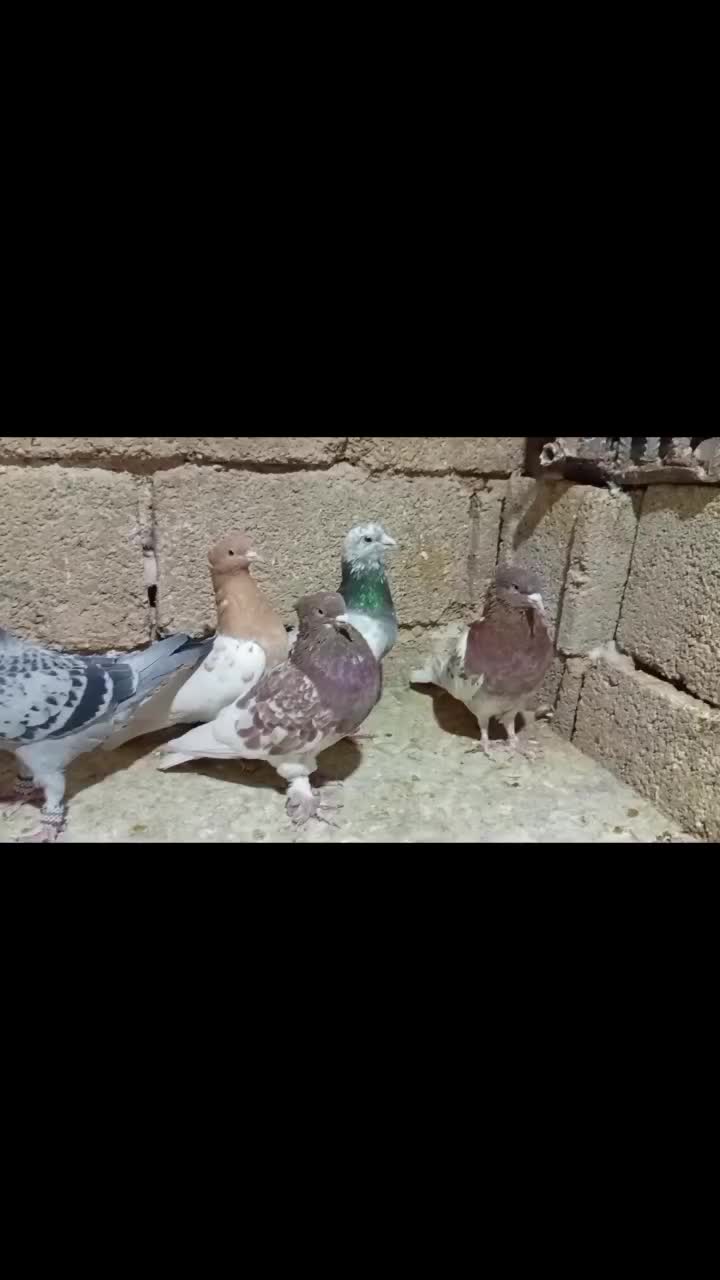 تعدادی کبوتر|پرنده|جهرم, |دیوار