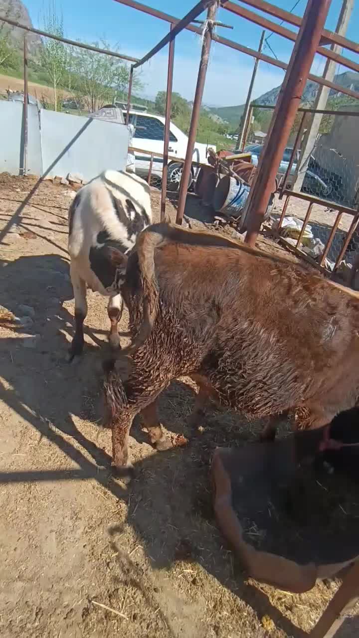 دام|حیوانات مزرعه|خرم‌آباد, |دیوار