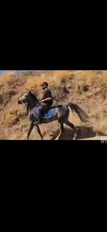 اسب|اسب و تجهیزات اسب‌سواری|کامیاران, |دیوار