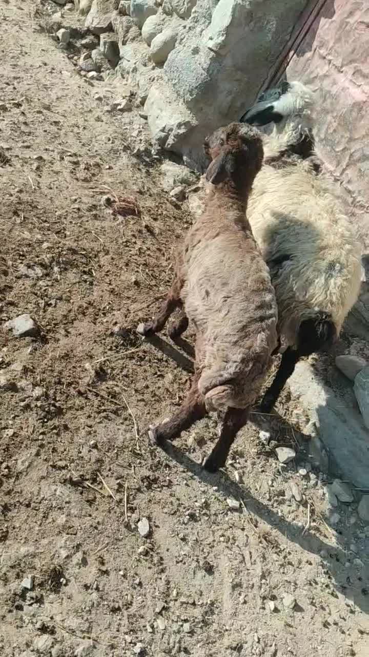 2عدد بره یکی نره یکی ماده سالم خوش خوراک.|حیوانات مزرعه|سیلوانه, |دیوار