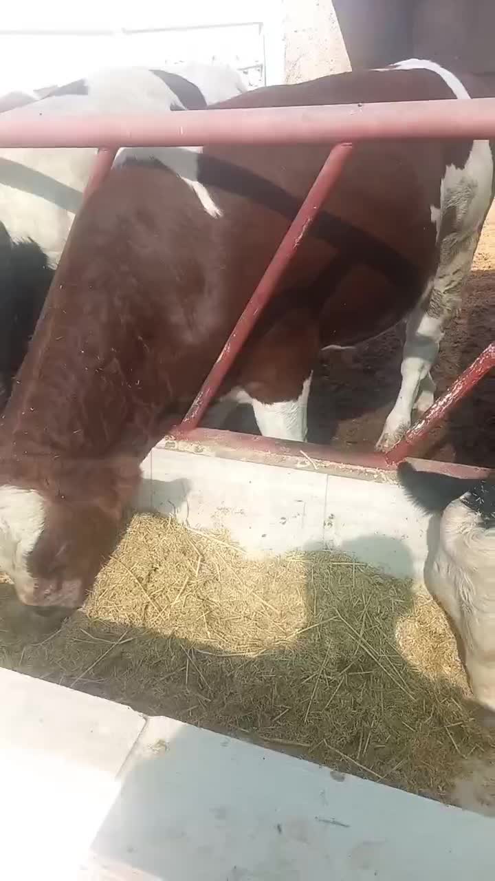 تولید و تهیه عرضه گوساله های پرواری|حیوانات مزرعه|یزد, |دیوار