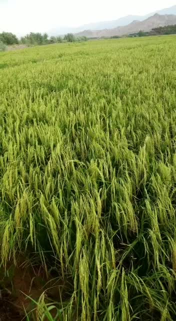 برنج|عمدهفروشی|چورزق, |دیوار