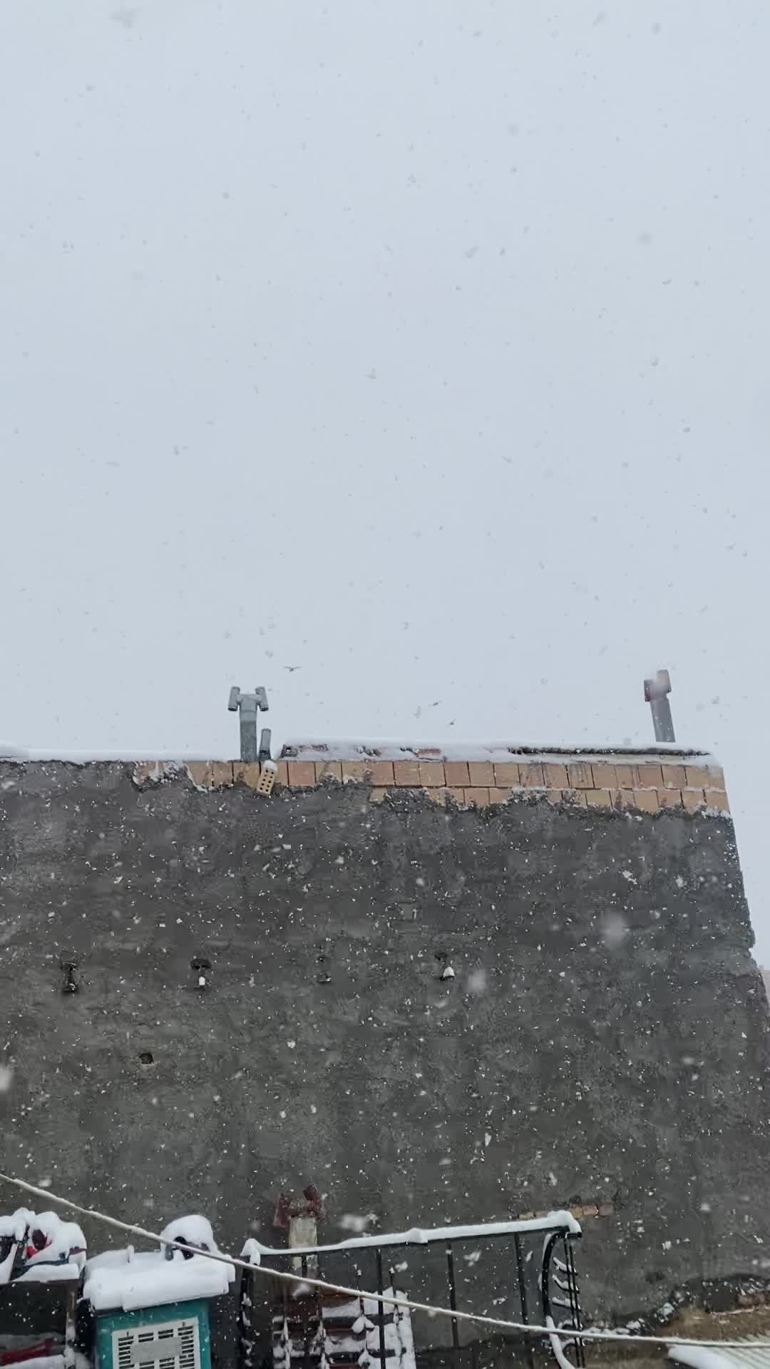 ۶تا دورگ|پرنده|بجنورد, |دیوار